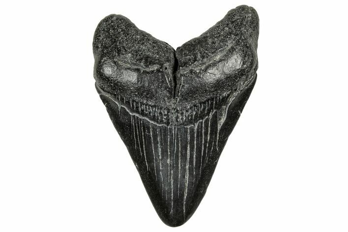 Juvenile Megalodon Tooth - South Carolina #328738